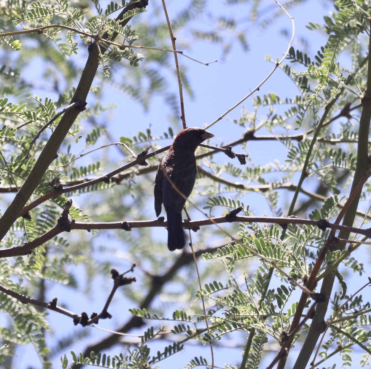 Varied Bunting - ML620501679