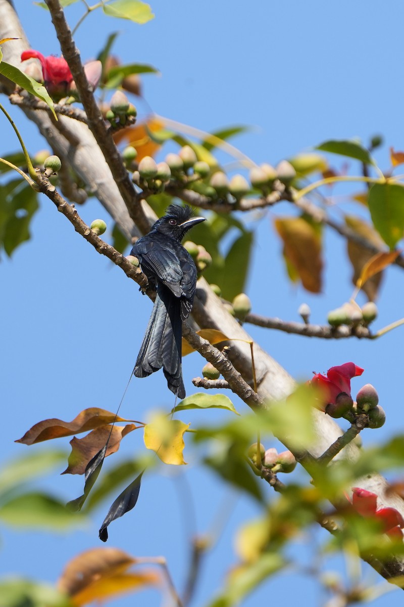 Greater Racket-tailed Drongo - ML620501686