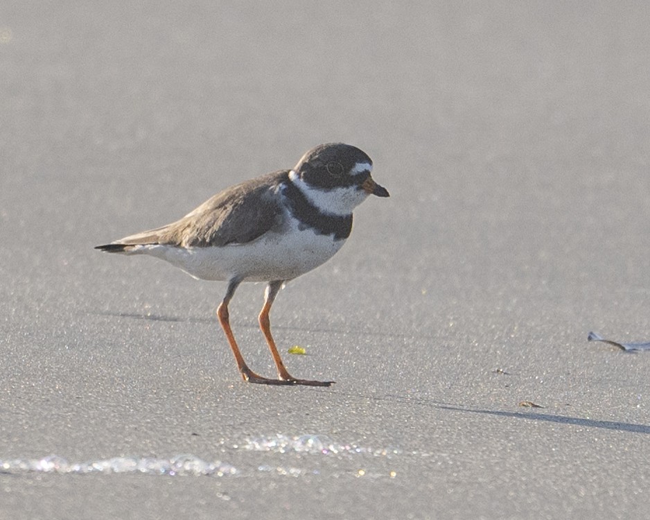 Semipalmated Plover - ML620501687