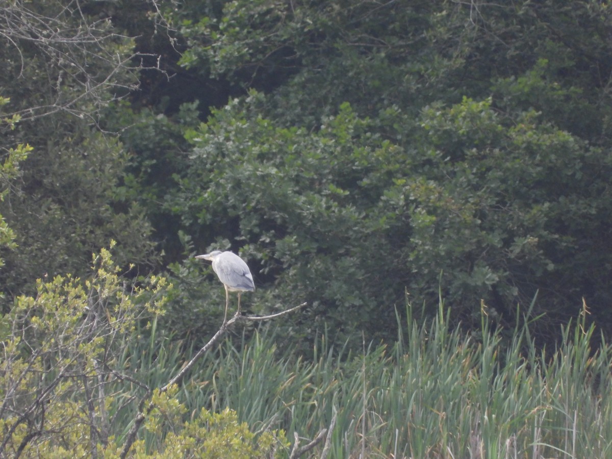 Gray Heron - ML620501688