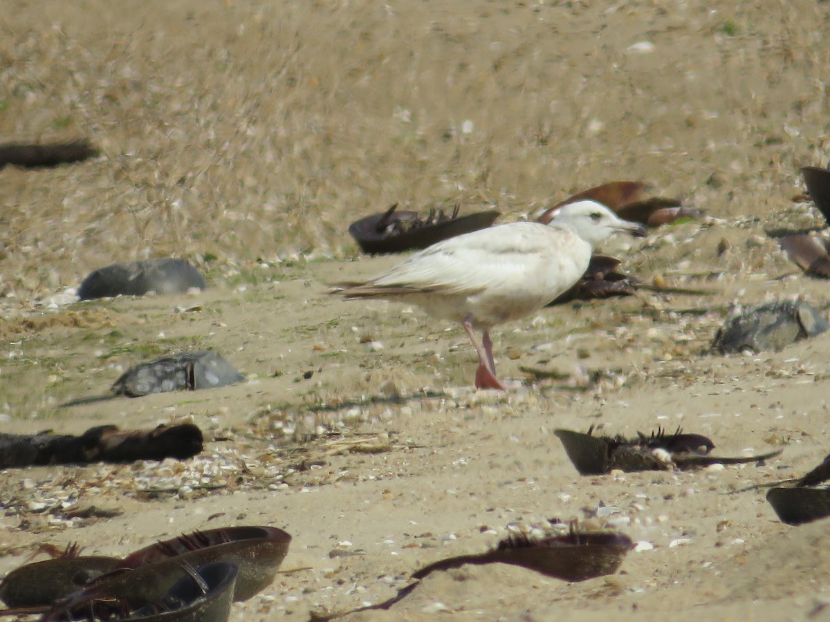 Herring Gull - Randy Fisher