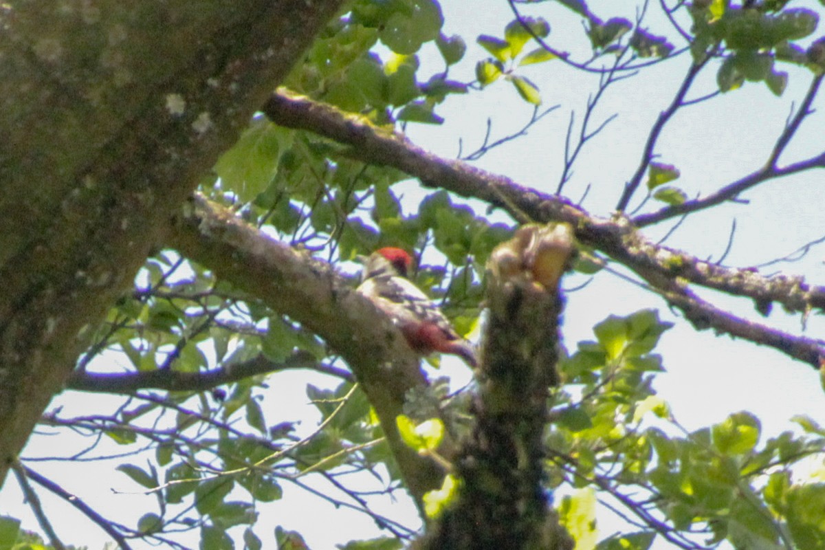 Middle Spotted Woodpecker - Guillaume Calcagni