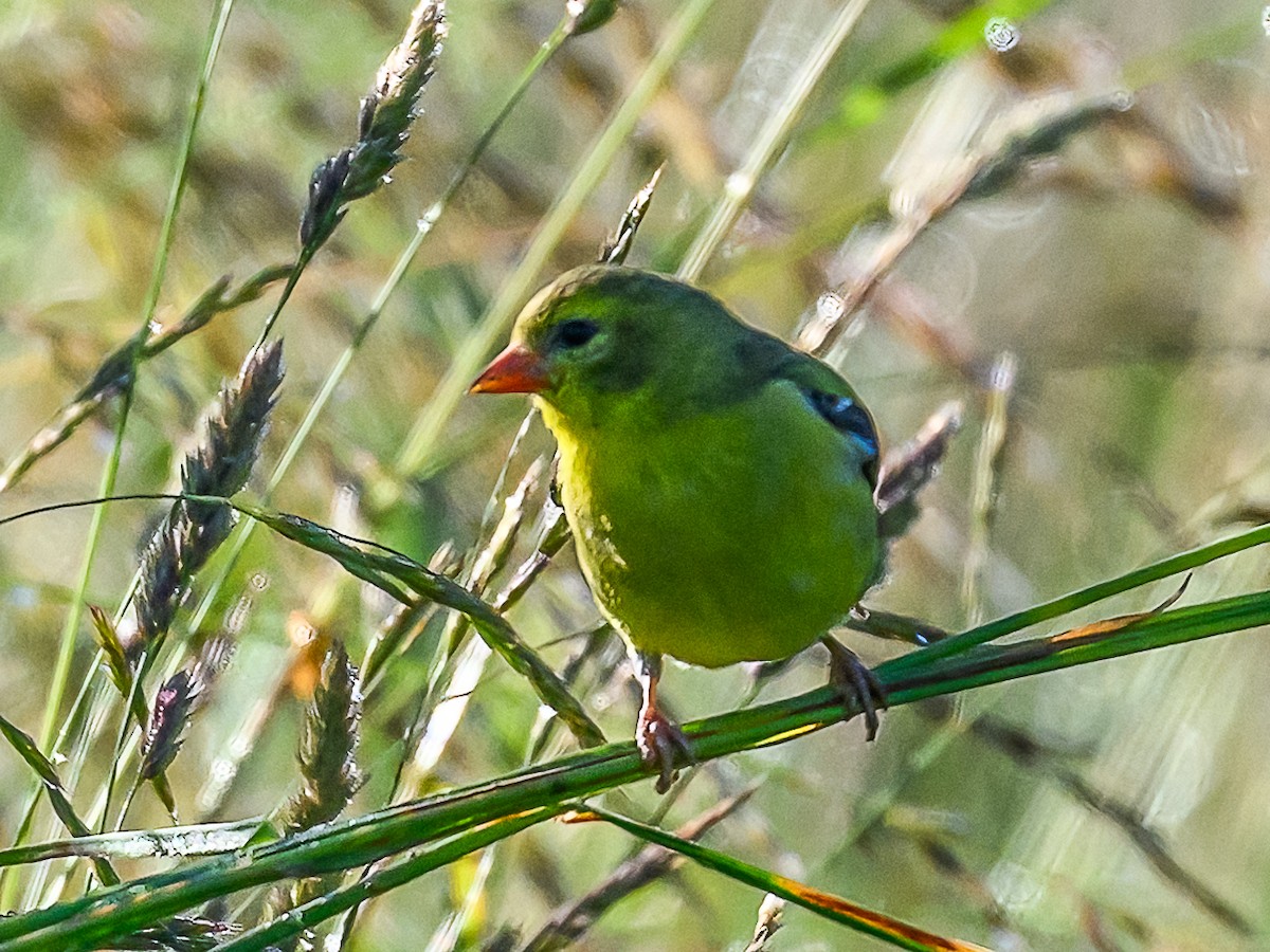 American Goldfinch - ML620501700