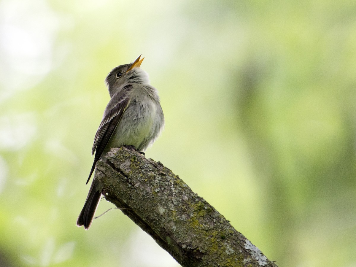 Eastern Wood-Pewee - ML620501701