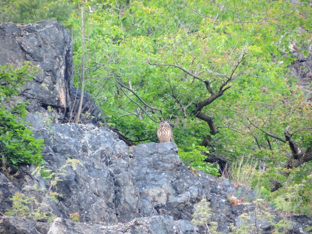 Eurasian Eagle-Owl - ML620501702