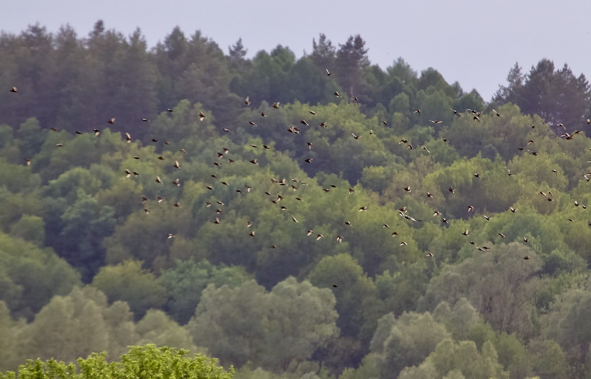 European Starling - ML620501706