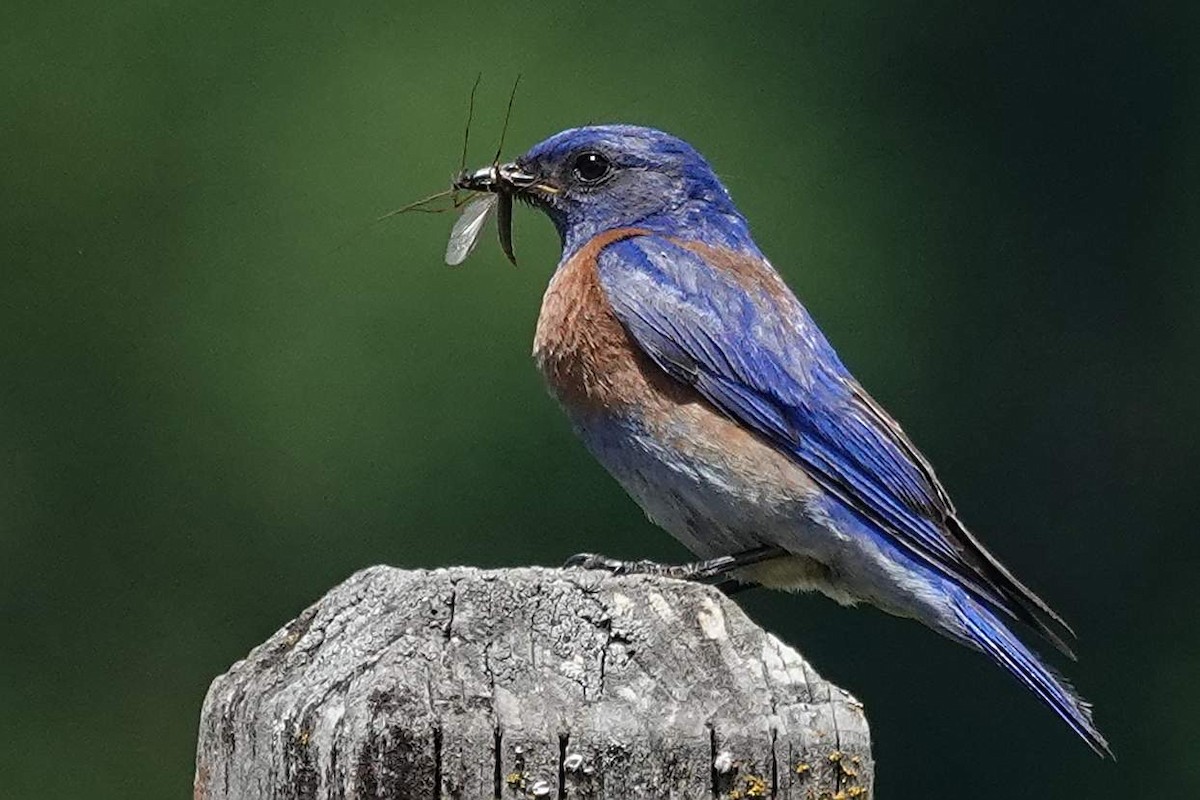 Western Bluebird - ML620501709