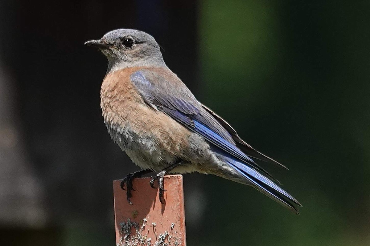 Western Bluebird - ML620501710