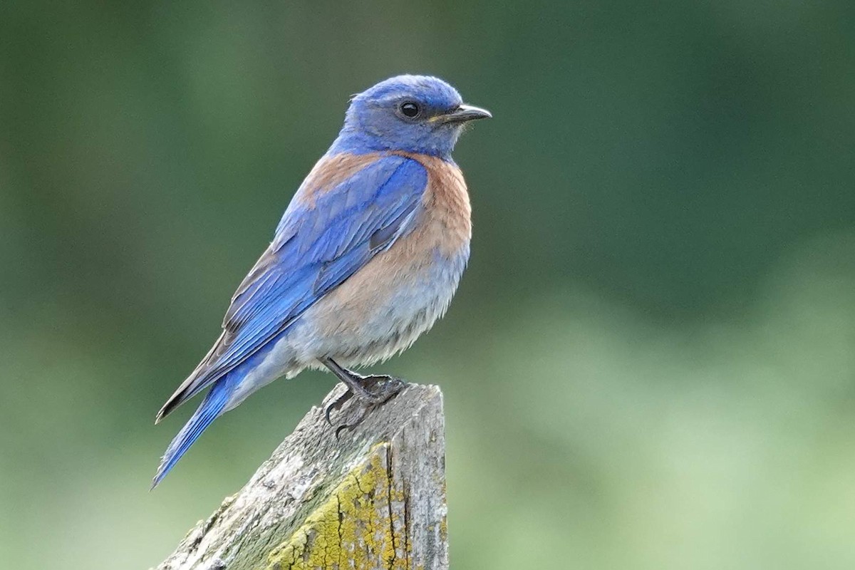 Western Bluebird - ML620501711