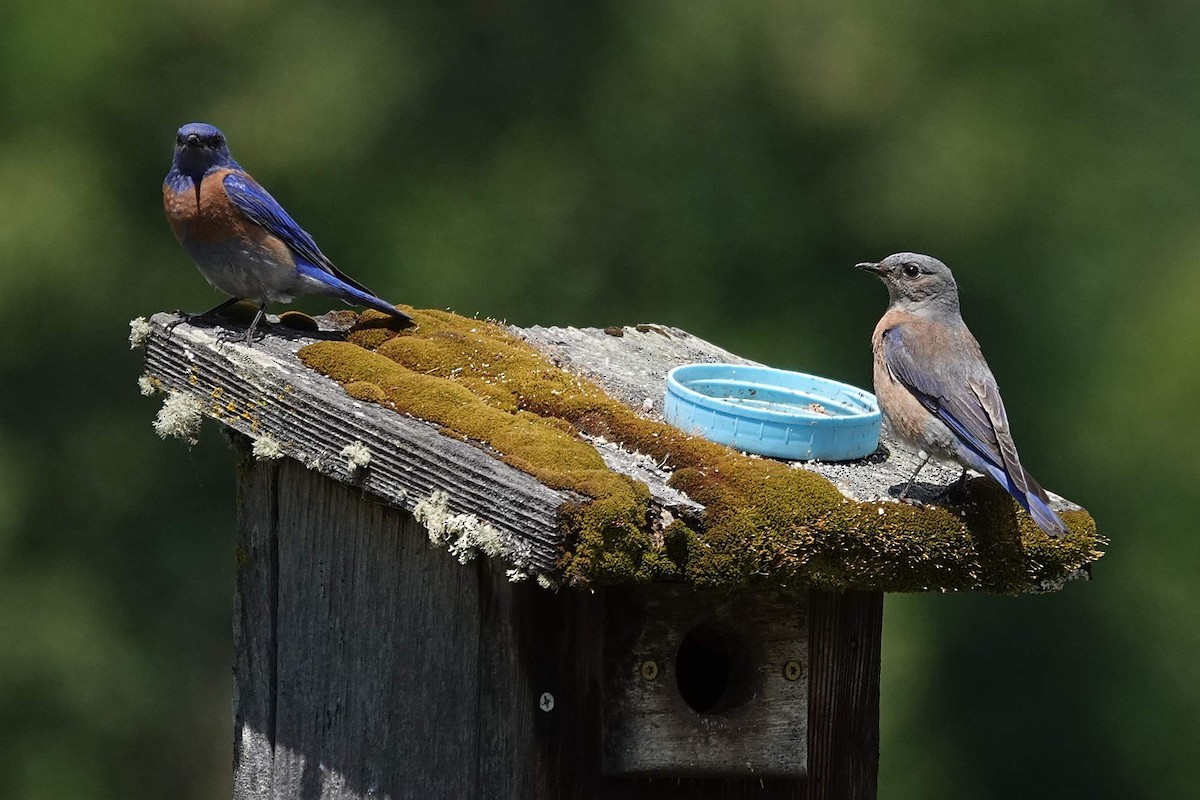 Western Bluebird - ML620501712