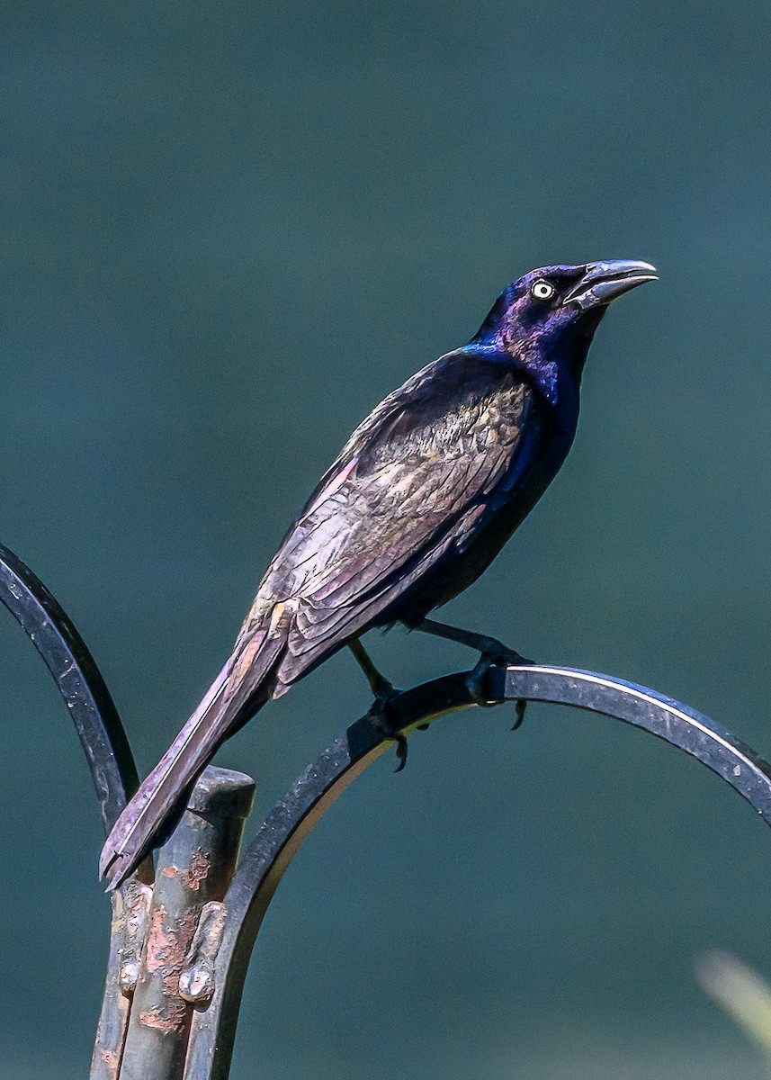 Common Grackle - ML620501713