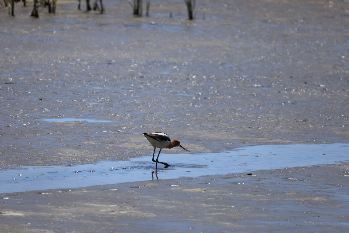 Avocette d'Amérique - ML620501716