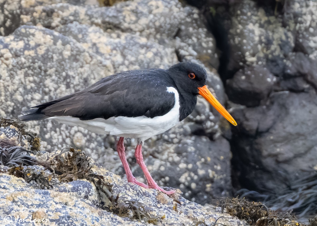 Eurasian Oystercatcher (Western) - ML620501717