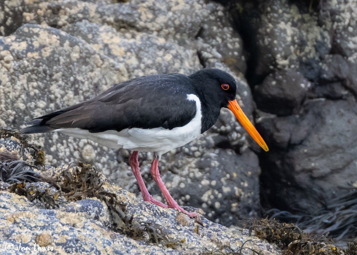 Huîtrier pie (ostralegus/longipes) - ML620501718