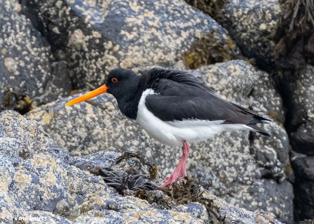 Eurasian Oystercatcher (Western) - ML620501719