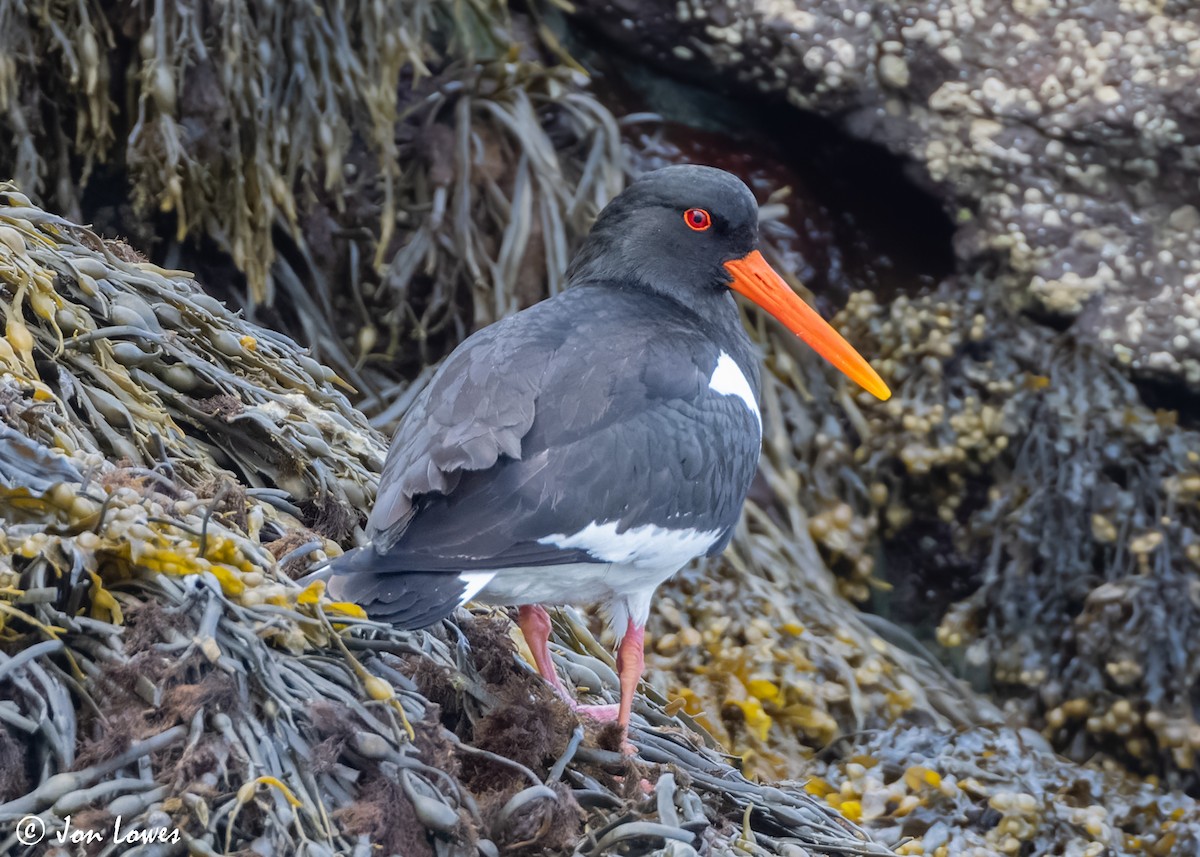 Eurasian Oystercatcher (Western) - ML620501720