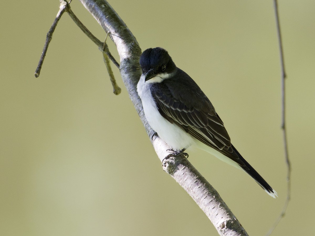 Eastern Kingbird - ML620501721