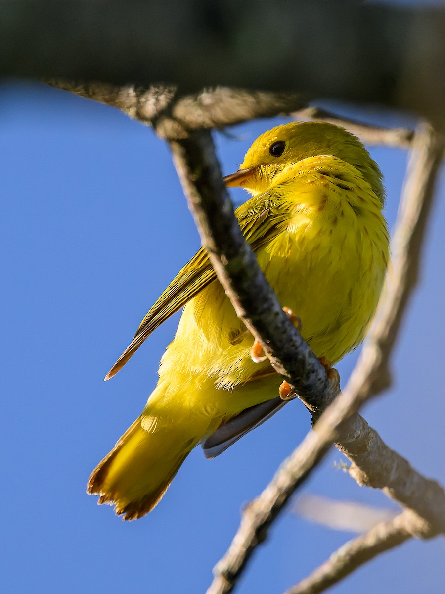 Paruline jaune - ML620501722