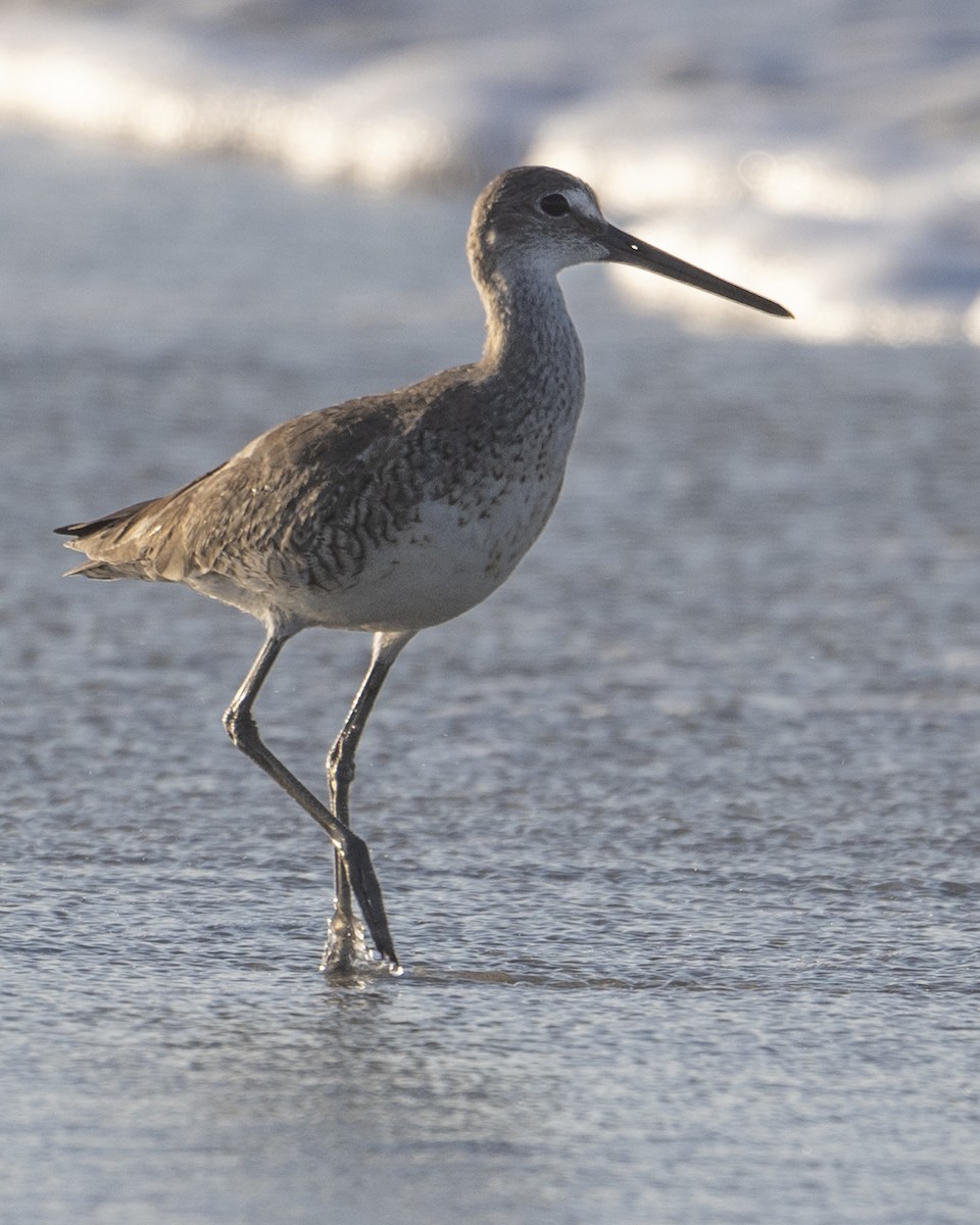 Willet - ML620501724