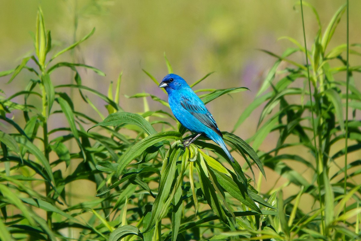 Indigo Bunting - ML620501727