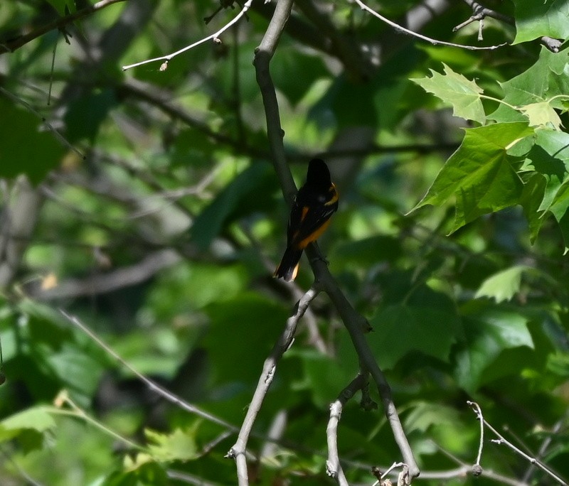 Baltimore Oriole - Jack Stewart