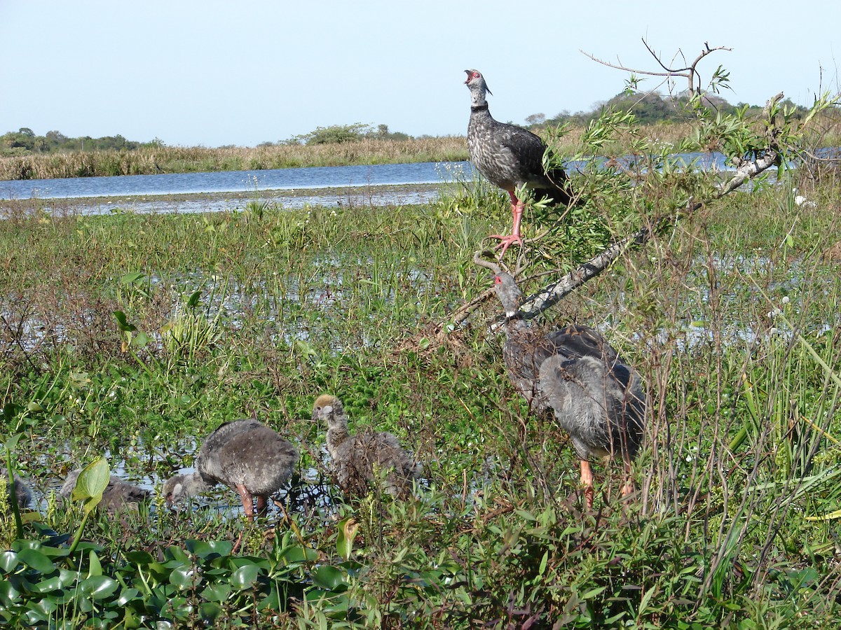 Southern Screamer - ML620501731