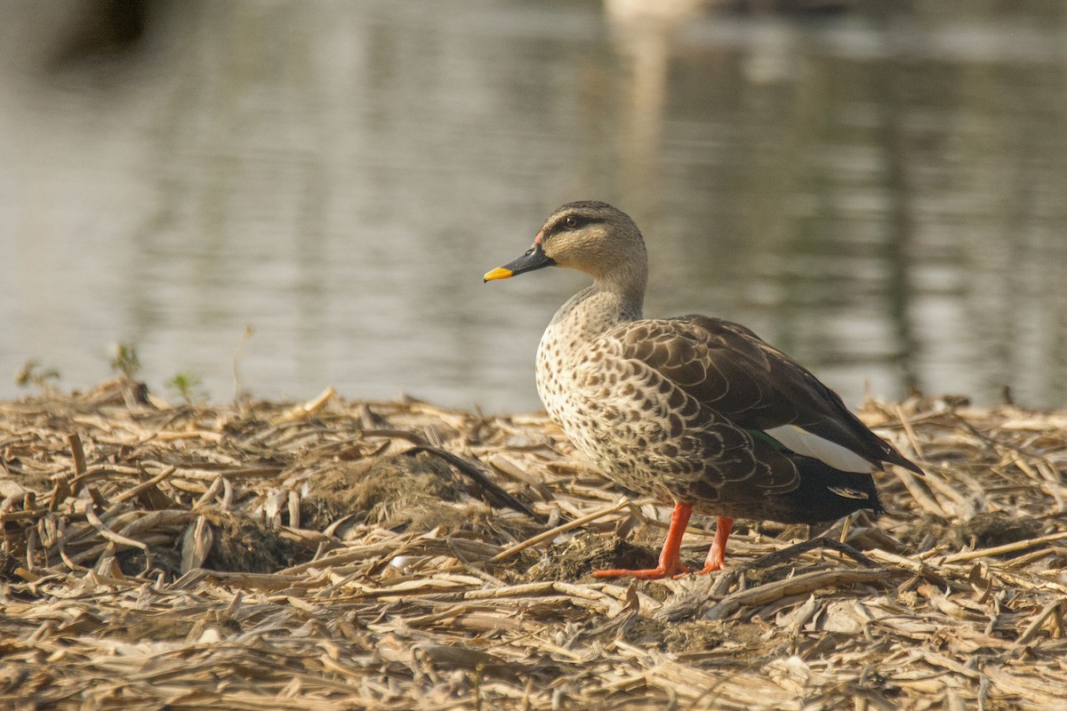 Canard à bec tacheté - ML620501739