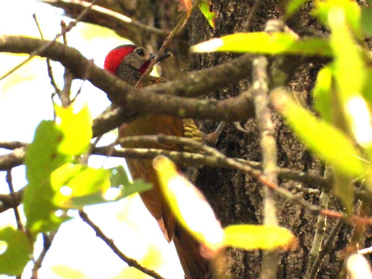 Golden-olive Woodpecker - ML620501740