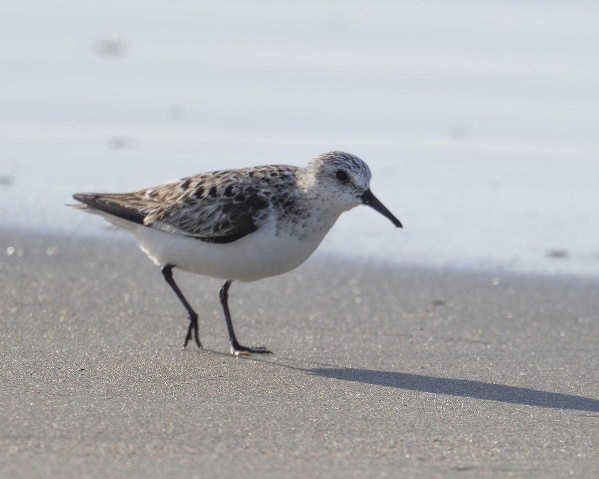 Bécasseau sanderling - ML620501742