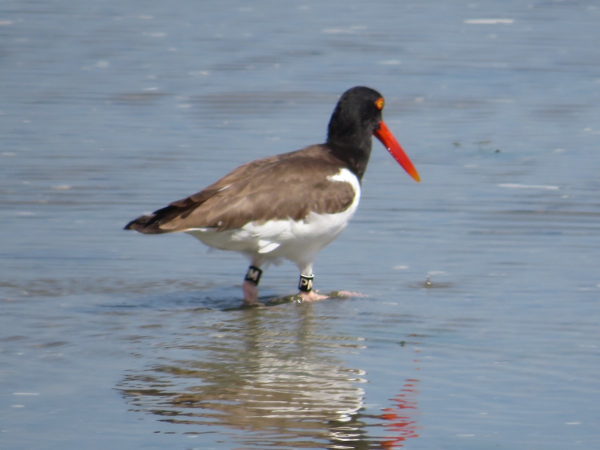 American Oystercatcher - ML620501754