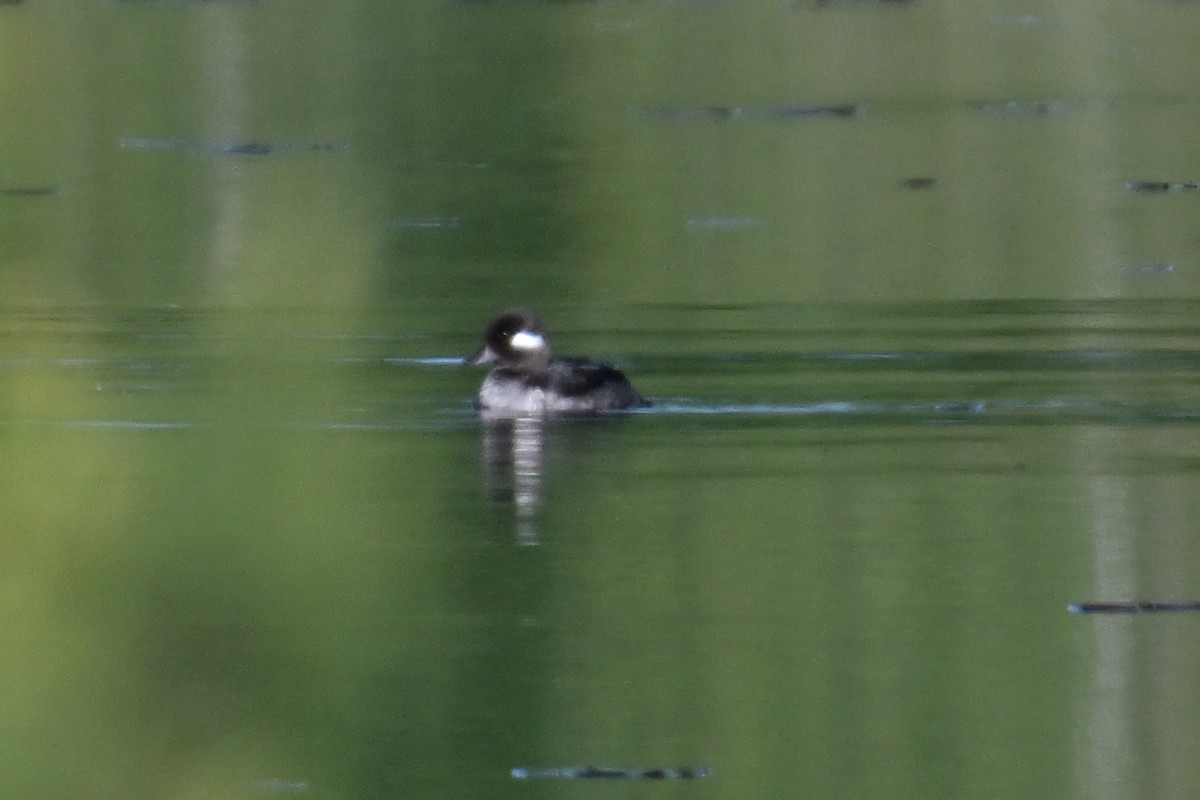 Bufflehead - ML620501759