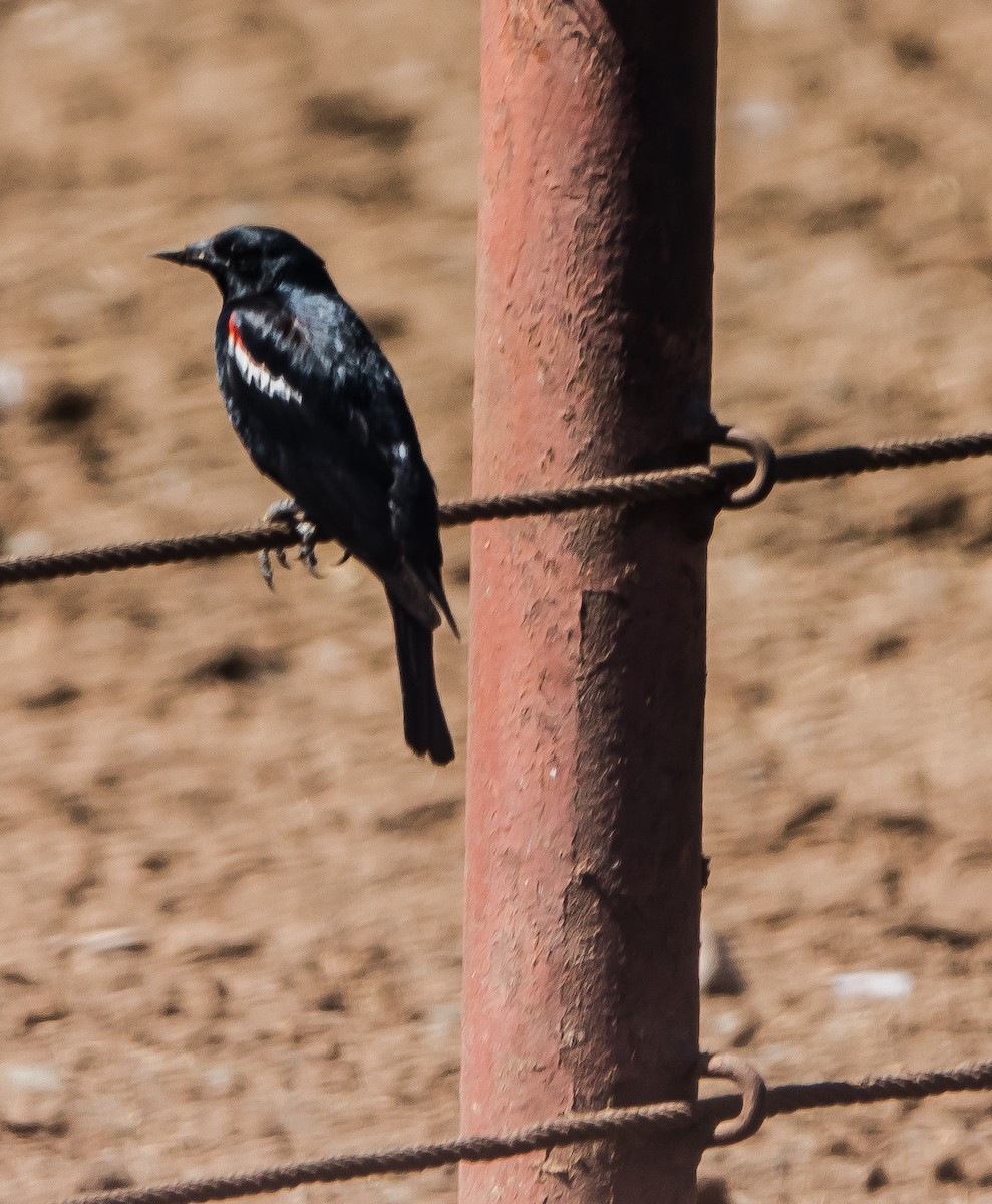 Tricolored Blackbird - John "Lefty" Arnold