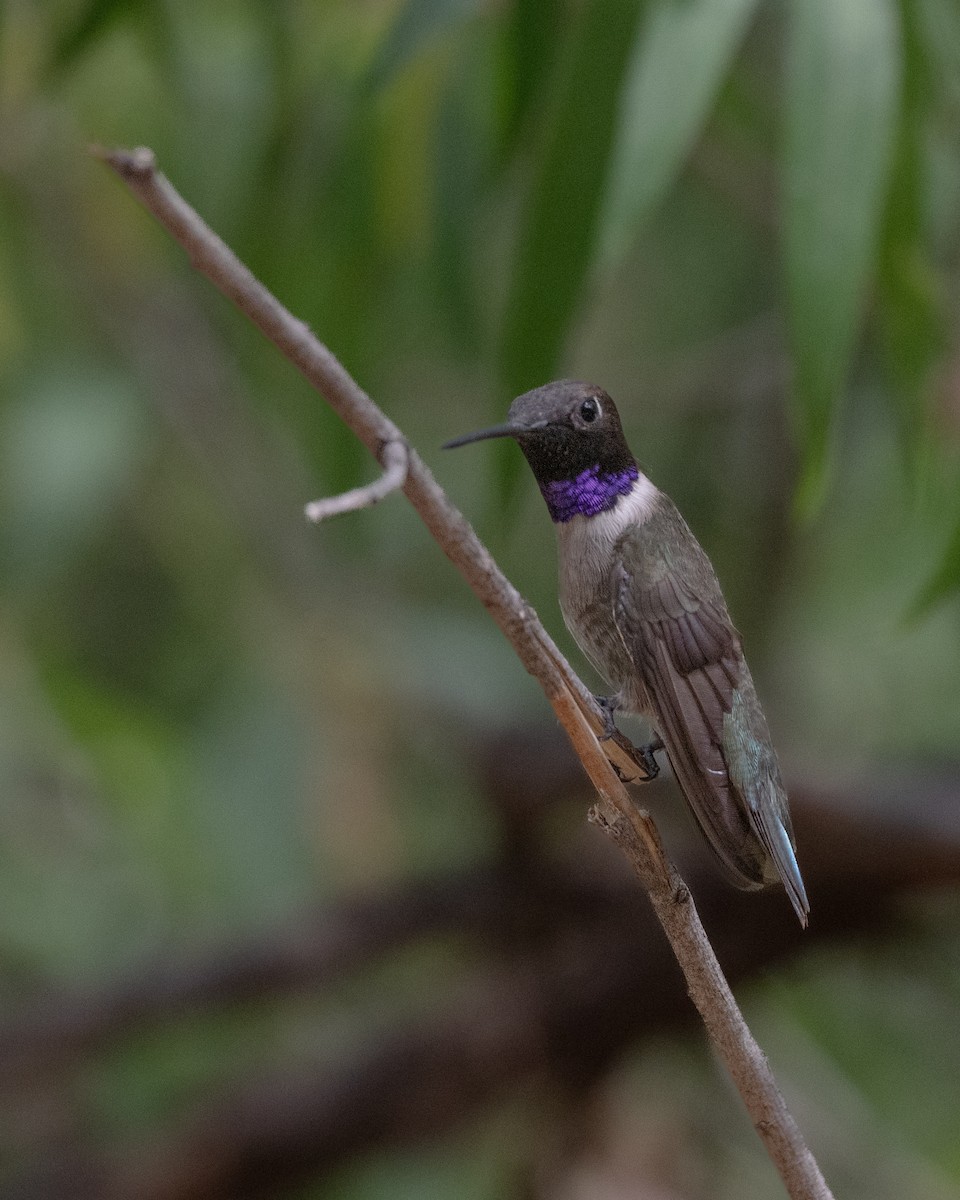 Black-chinned Hummingbird - Terri Kurtz