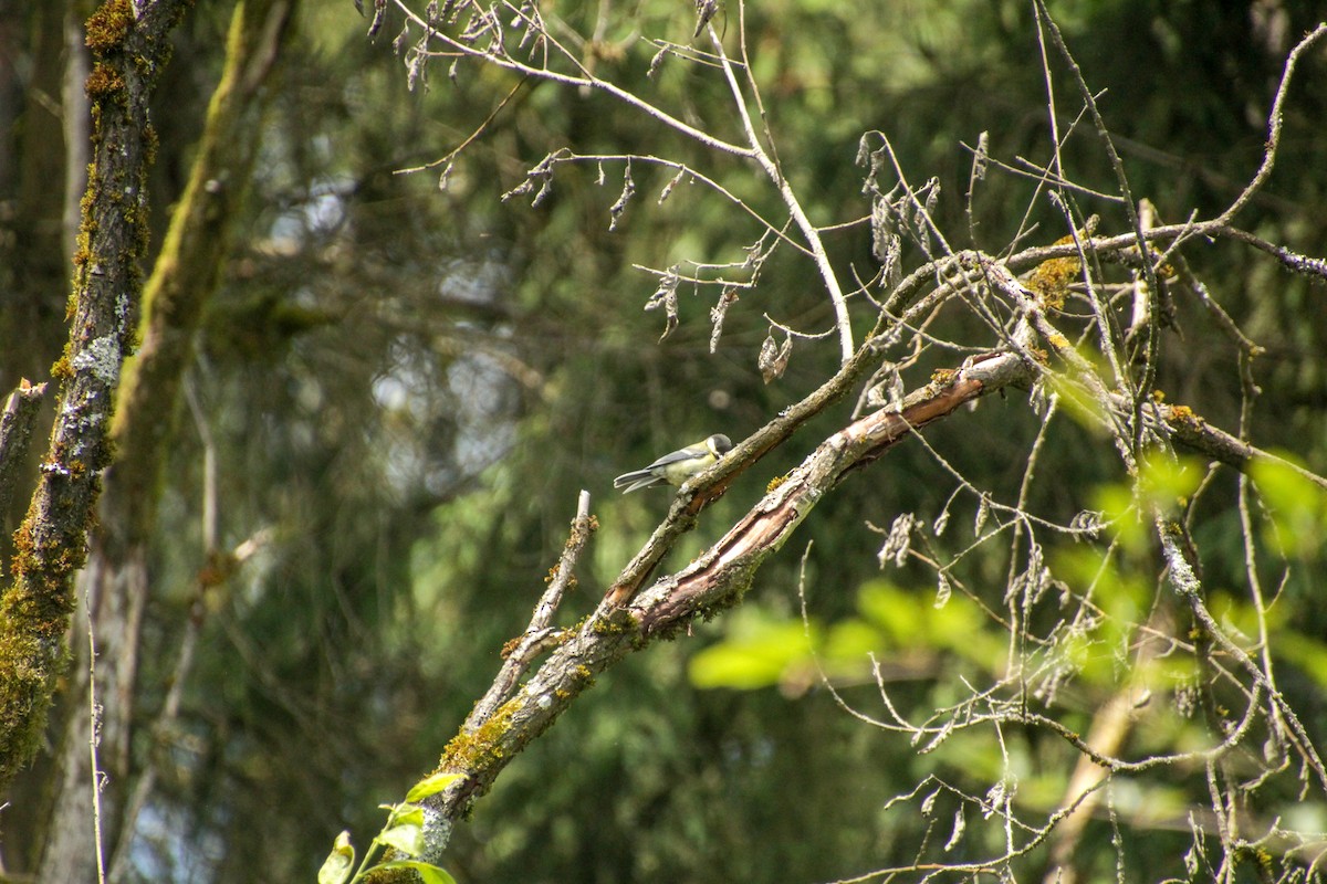 Great Tit - ML620501780