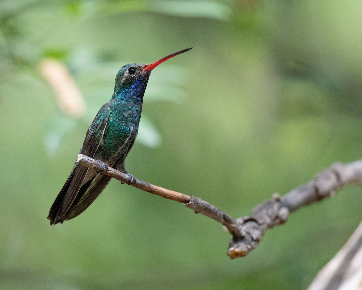 kolibřík širokozobý - ML620501787