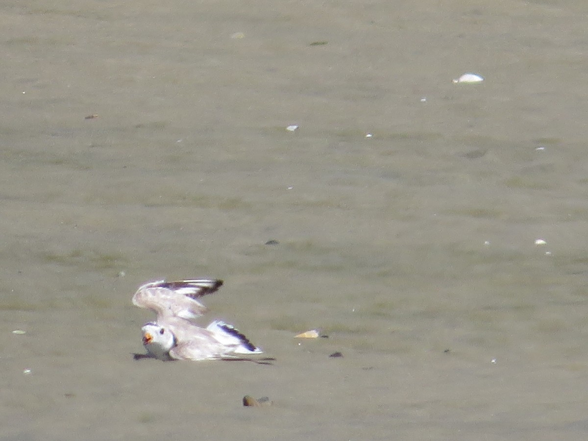 Piping Plover - ML620501790