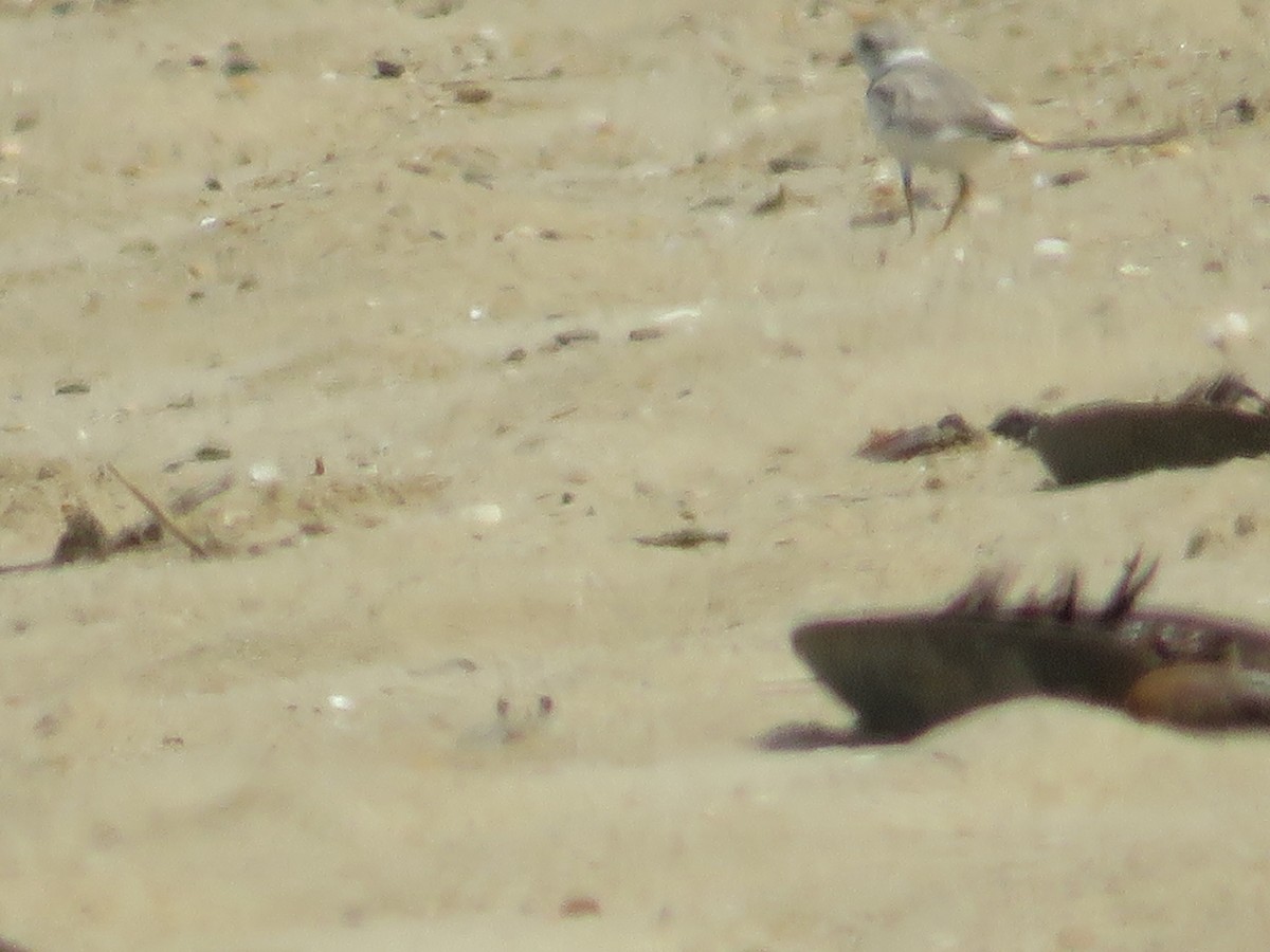 Piping Plover - ML620501791