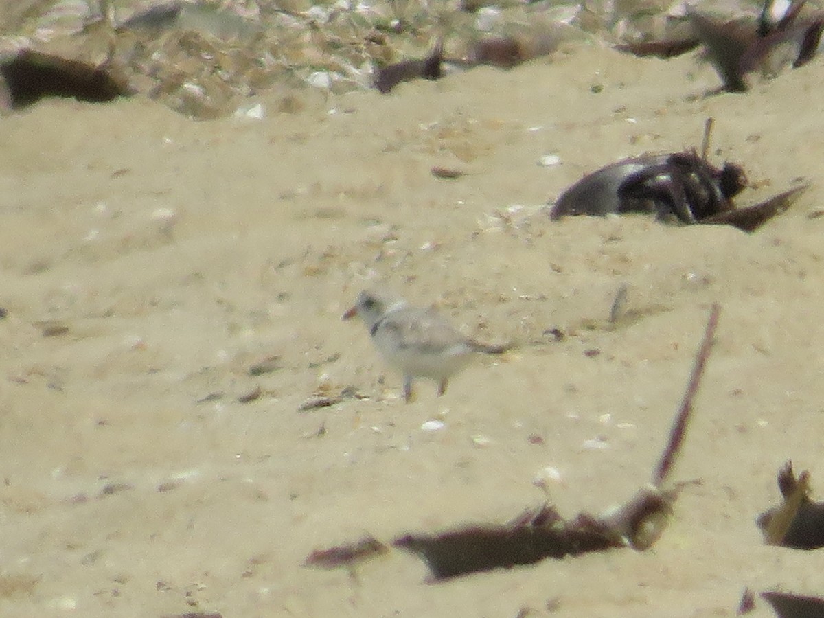 Piping Plover - ML620501792