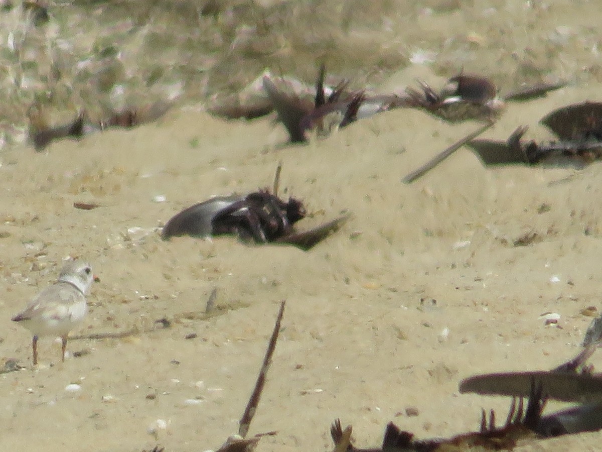 Piping Plover - ML620501793