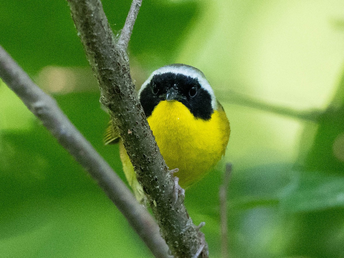 Common Yellowthroat - ML620501796