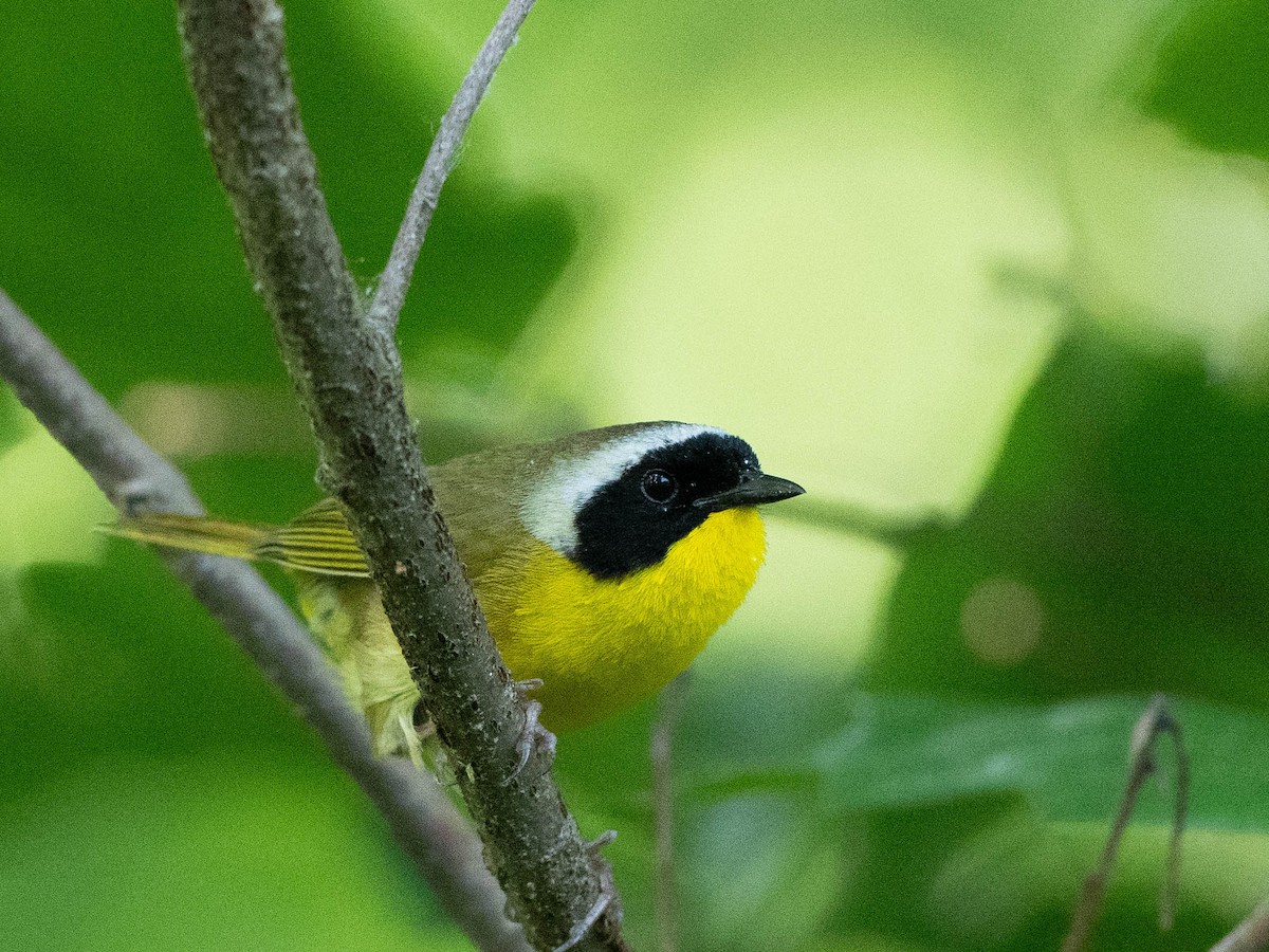 Common Yellowthroat - ML620501797