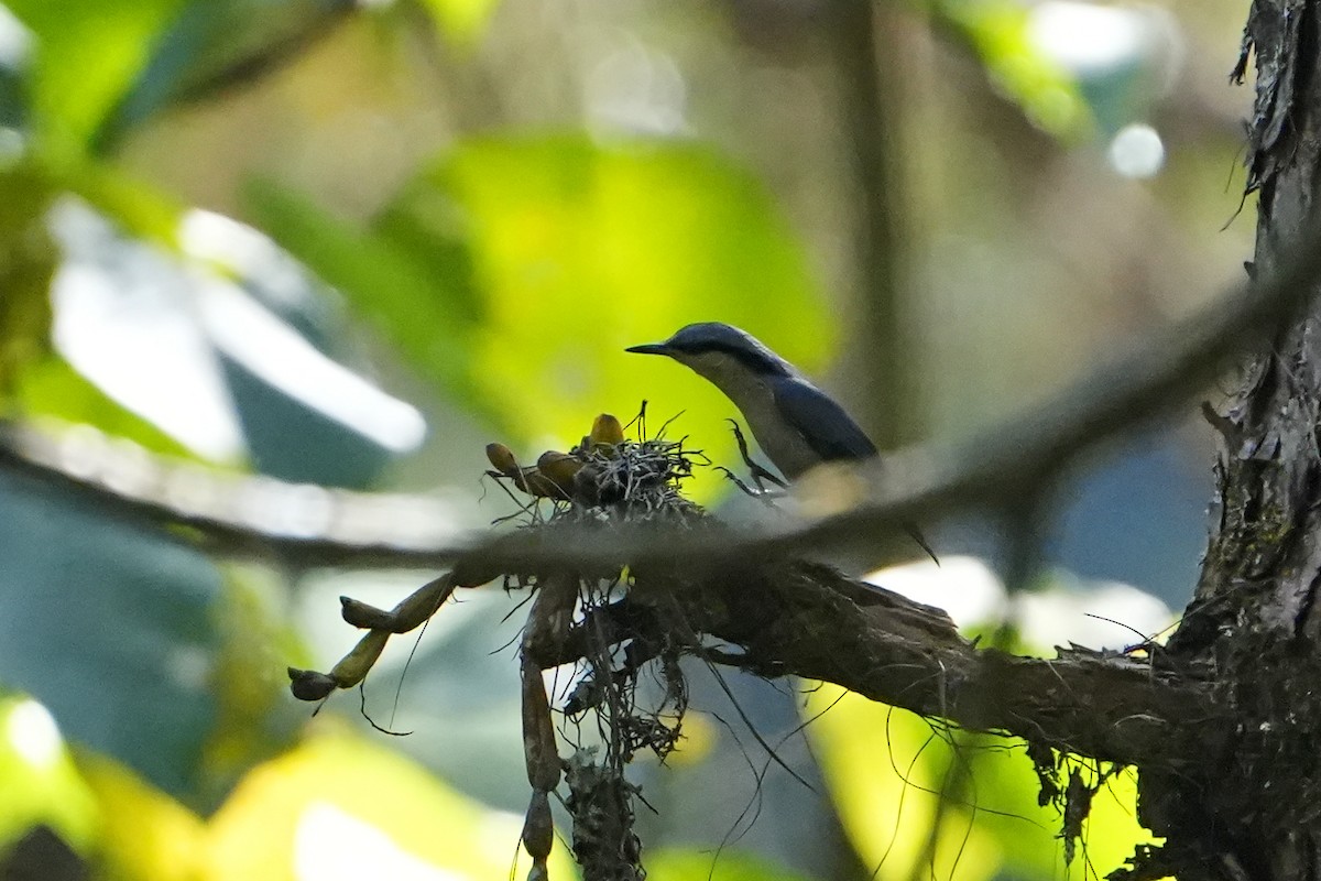 Chestnut-vented Nuthatch - ML620501800