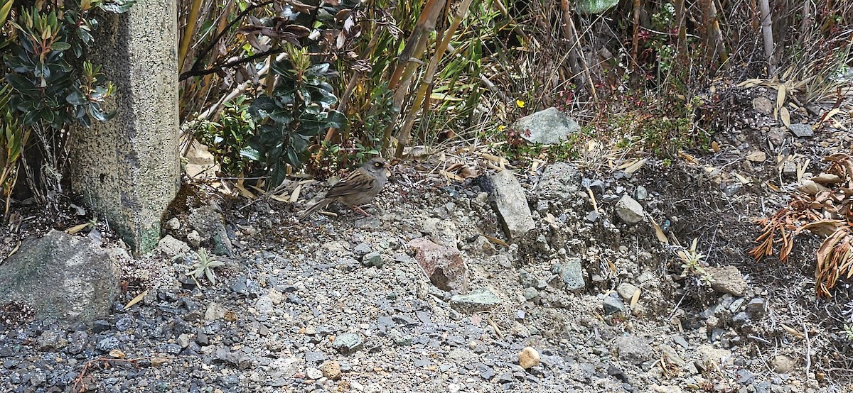 Junco de Los Volcanes - ML620501805