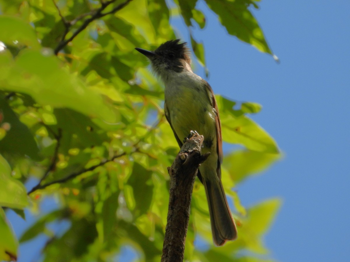 Dusky-capped Flycatcher (lawrenceii Group) - ML620501809