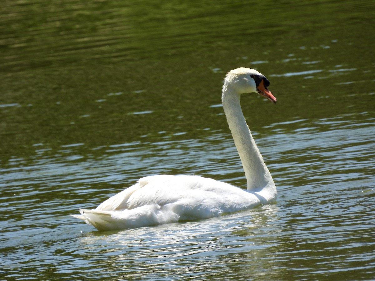 Mute Swan - ML620501813