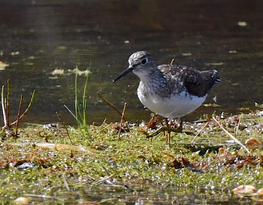 Solitary Sandpiper - ML620501817