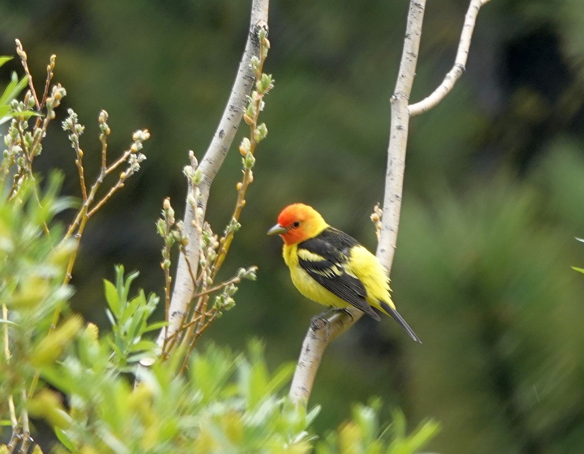 Western Tanager - ML620501819