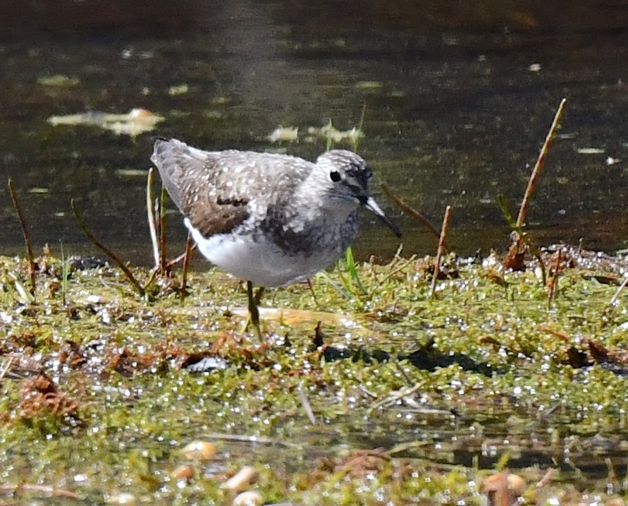 Solitary Sandpiper - ML620501820