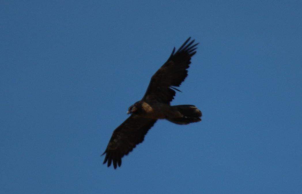 Bearded Vulture - ML620501828