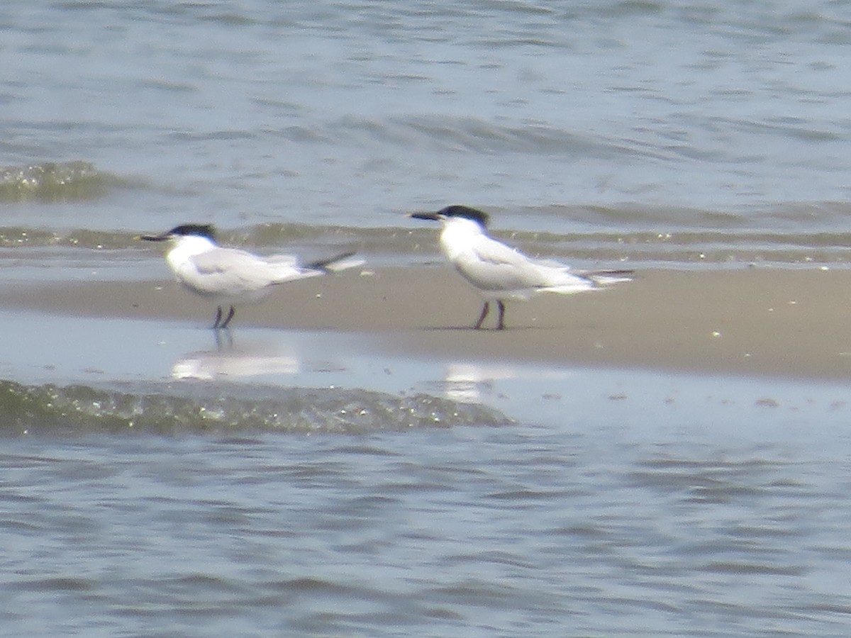 Sandwich Tern - Randy Fisher